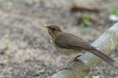 Turdus amaurochalinus