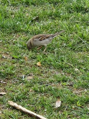 Passer domesticus