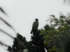 Rupornis magnirostris
