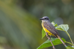 Tyrannus melancholicus