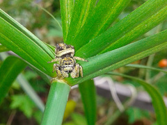 Parnaenus
