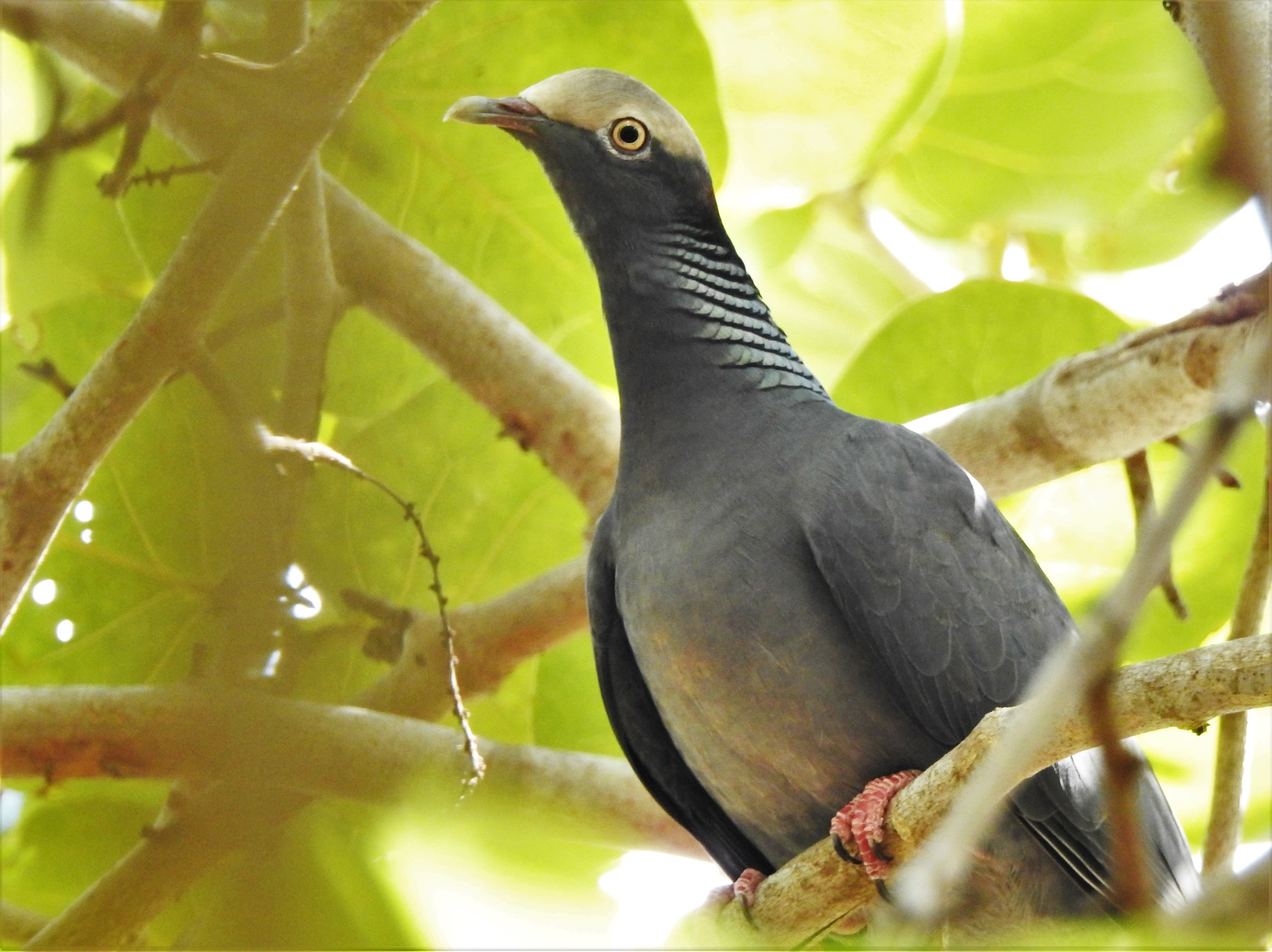 Pomba-de-coroa-branca (Patagioenas leucocephala) · BioDiversity4All