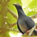White-crowned Pigeon - Photo (c) Riley Walsh, some rights reserved (CC BY-NC), uploaded by Riley Walsh