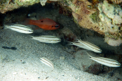 Apogon maculatus