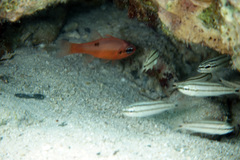 Apogon maculatus