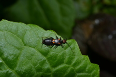 Nesogaster