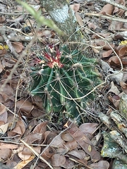Hamatocactus hamatacanthus