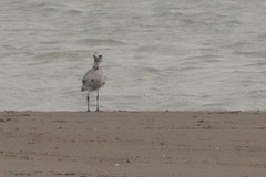 Pluvialis squatarola