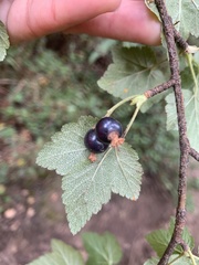 Ribes ciliatum