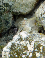 Coryphopterus eidolon