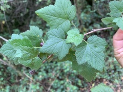 Ribes ciliatum