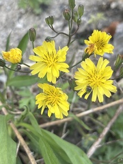 Ixeris