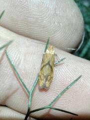Blastobasis decolorella