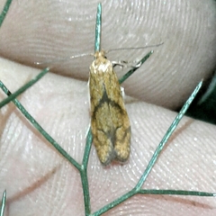 Blastobasis decolorella