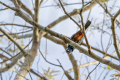 Tangara velia cyanomelas
