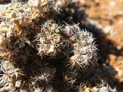 Trichodiadema marlothii