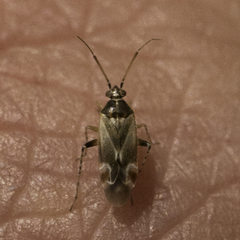 Vesperocoris paddocki