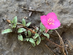 Oenothera deserticola