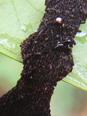 Stericta