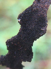 Stericta
