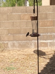 Trochilidae