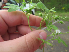 Phacelia ranunculacea