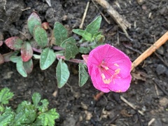 Oenothera deserticola
