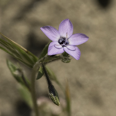Gilia tenuiflora