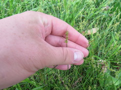 Carex texensis