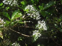 Pavetta hongkongensis