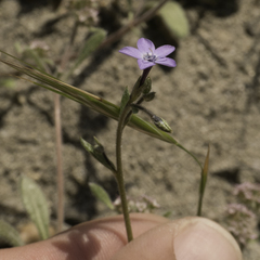 Gilia tenuiflora