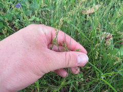 Carex texensis