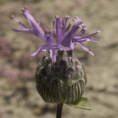 Monardella sinuata nigrescens