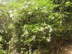 Pavetta hongkongensis