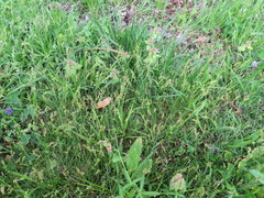 Carex texensis