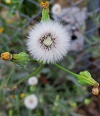 Sonchus asper