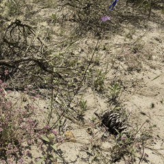 Monardella sinuata nigrescens