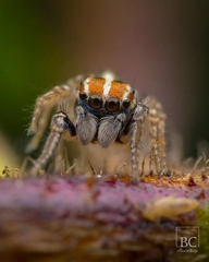 Evarcha infrastriata