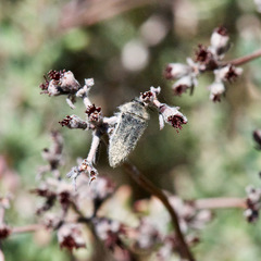 Acmaeodera perlanosa