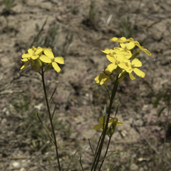 Erysimum teretifolium