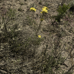 Erysimum teretifolium