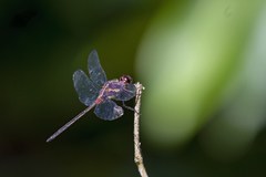 Orthemis attenuata