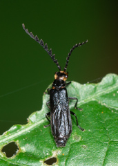 Tytthonyx erythrocephala