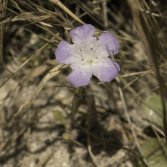 Phacelia douglasii