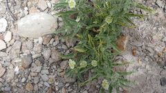 Chamaesaracha sordida