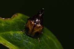 Xestolabus biplagiatus