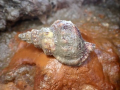 Austrotriton subdistortus