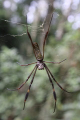 Trichonephila clavipes