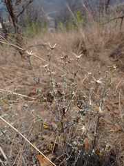 Brickellia veronicifolia