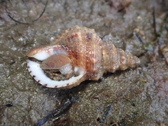 Austrotriton subdistortus